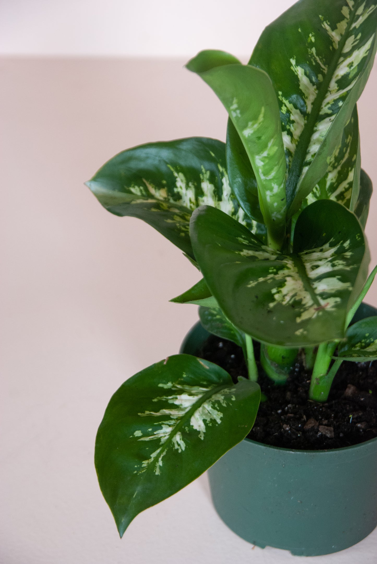 Rental Dieffenbachia seguine "Tropic Snow"