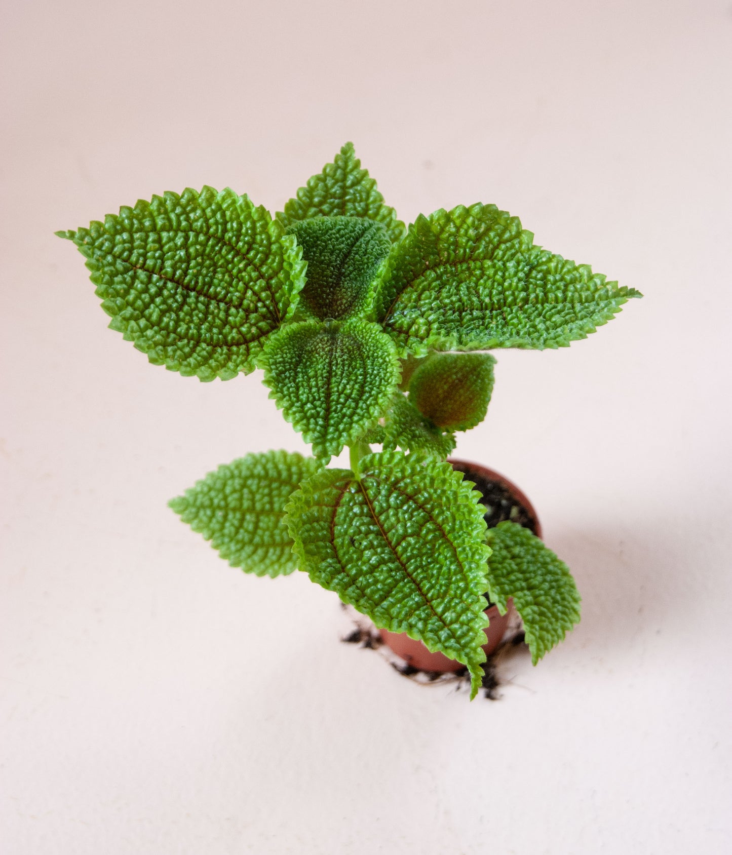Pilea 'Moon Valley'