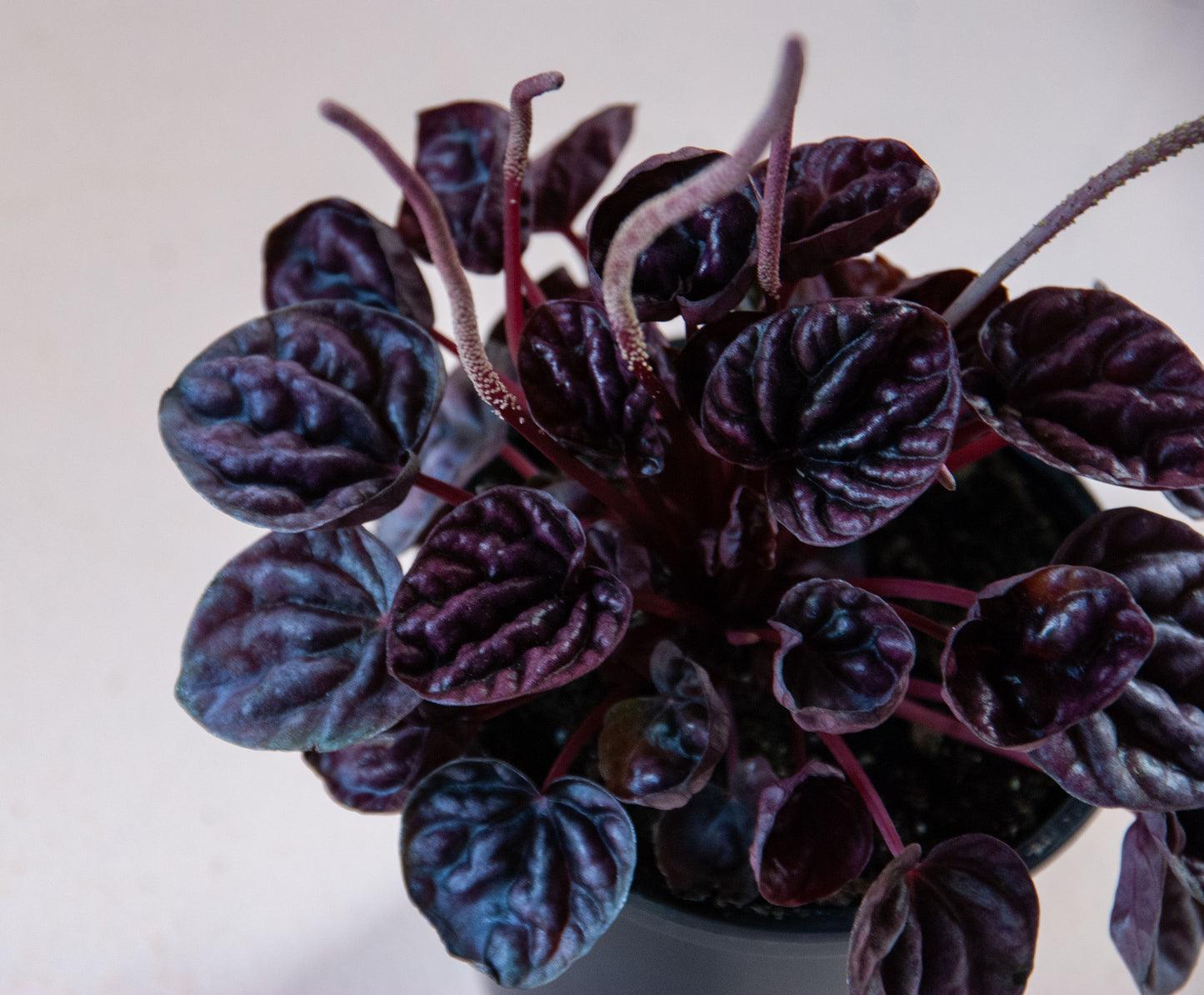 Peperomia caperata