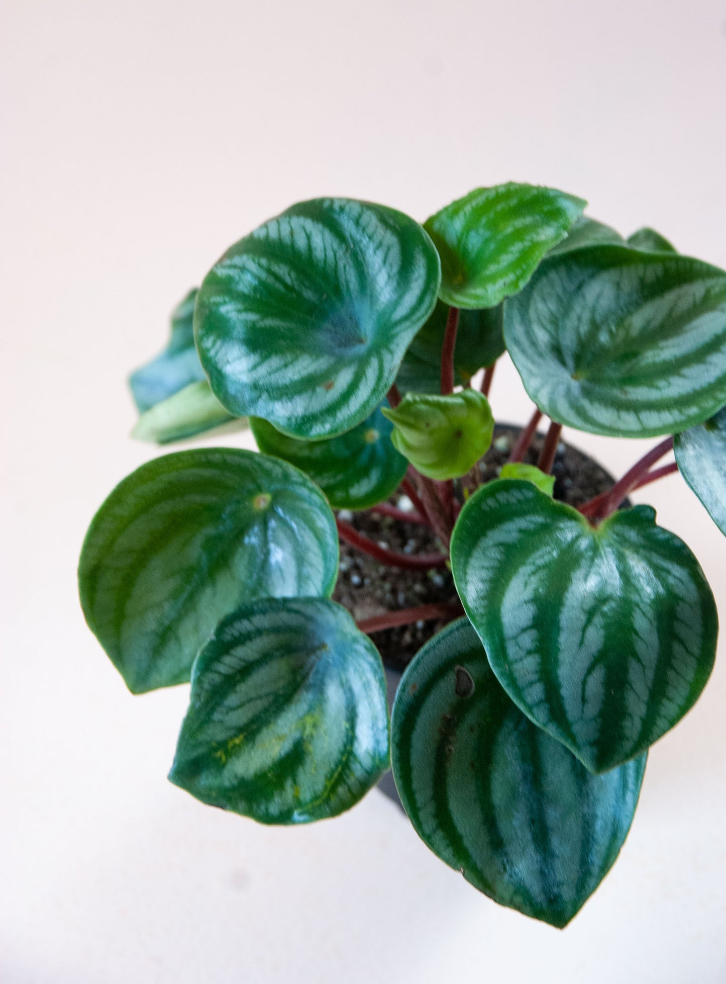 Peperomia argyreia 'Watermelon peperomia'