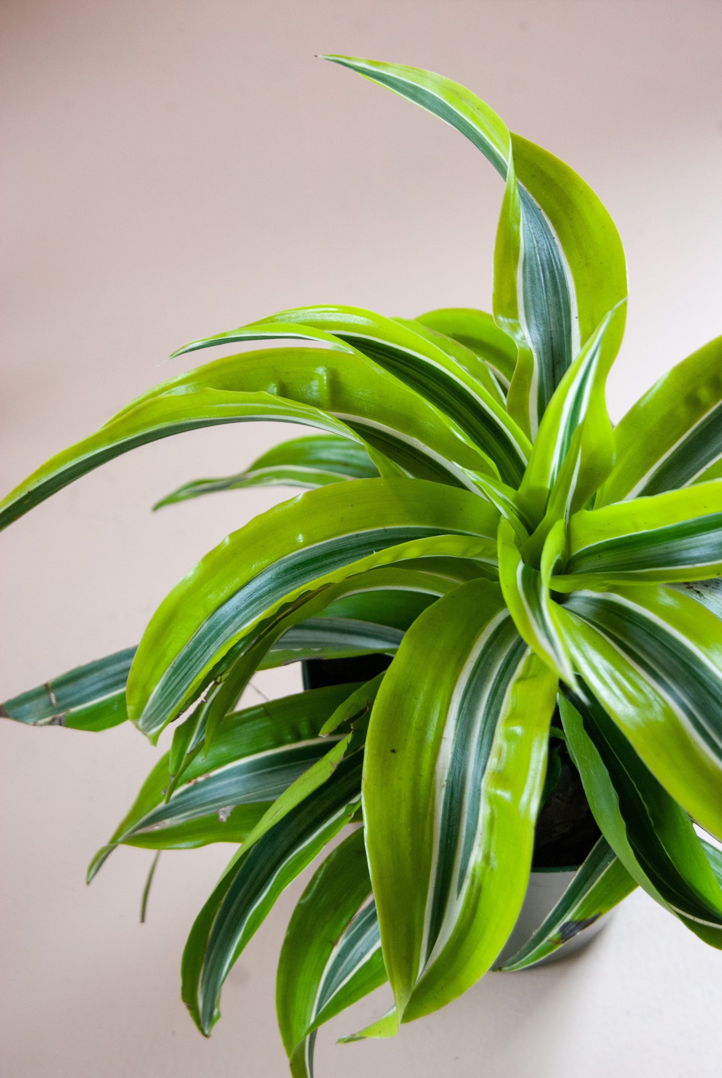 Dracaena deremensis 'Dracaena Lemon Lime surprise'