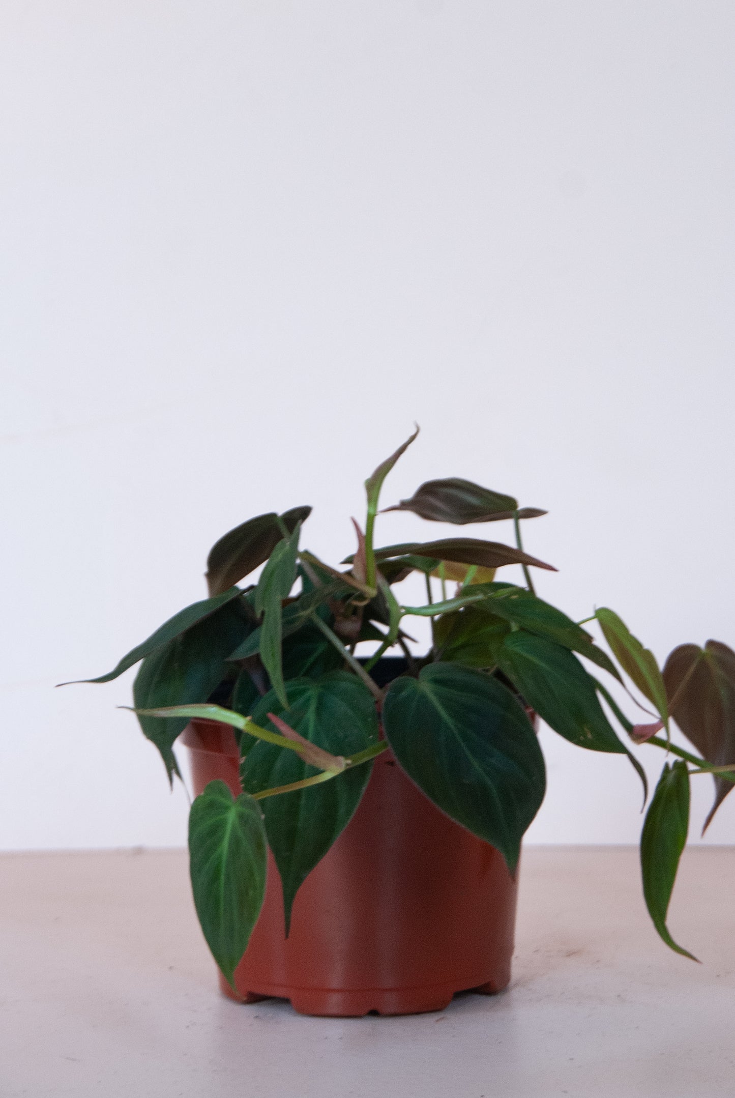 Philodendron Micans