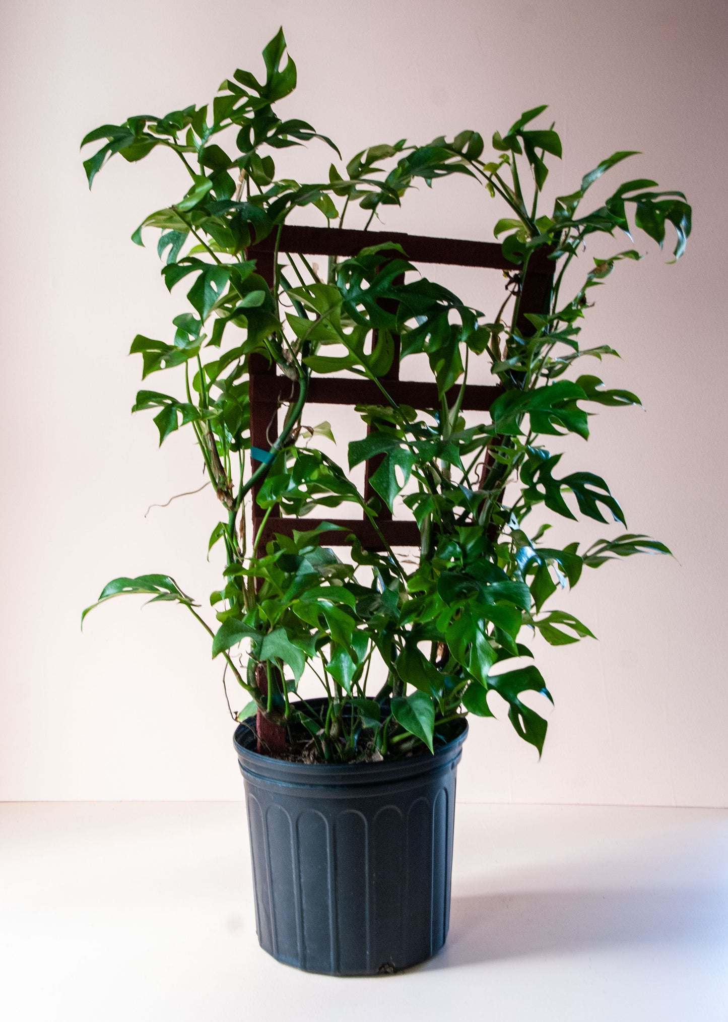 Rhaphidophora tetrasperma 'Philodendron Minima'