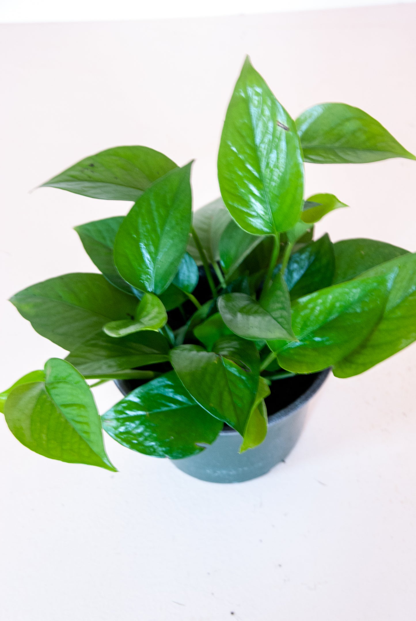 Epipremnum aureum jade 'Jade Pothos'