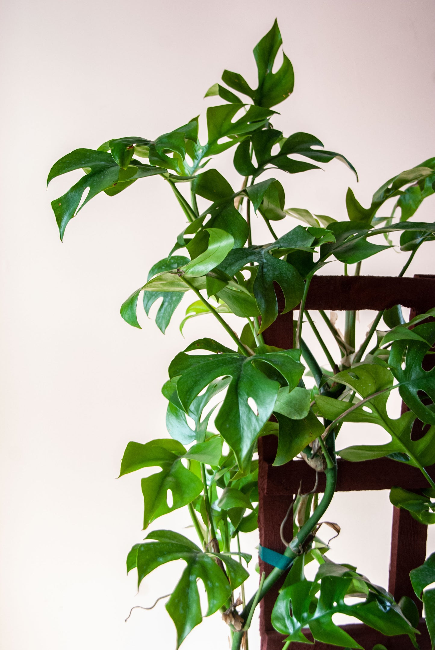 Rhaphidophora tetrasperma 'Philodendron Minima'