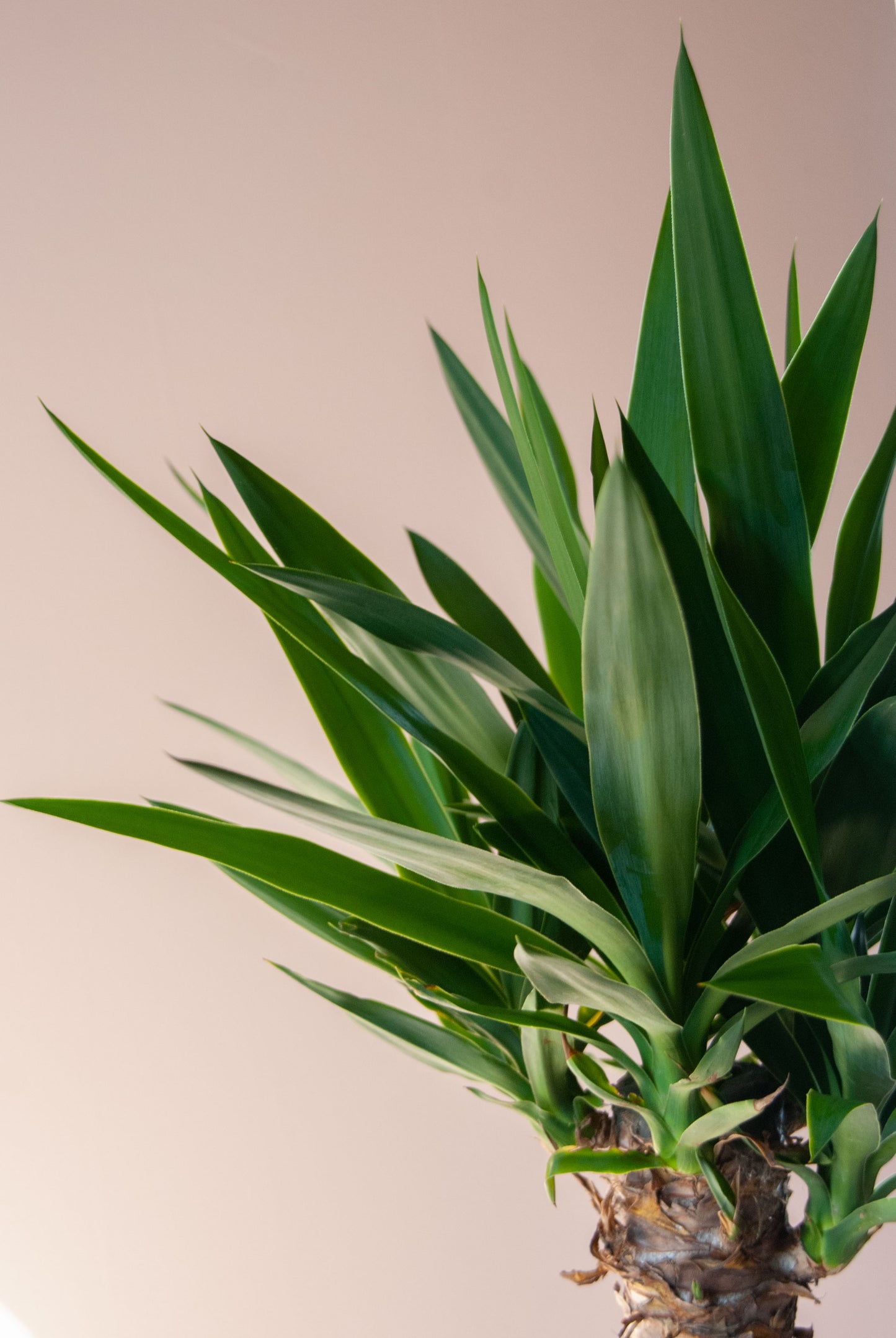 Yucca gigantea 'Yucca Cane'