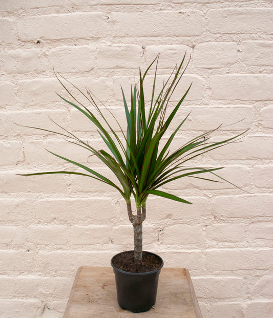 Dracaena angustifolia 'Dracaena Marginata'