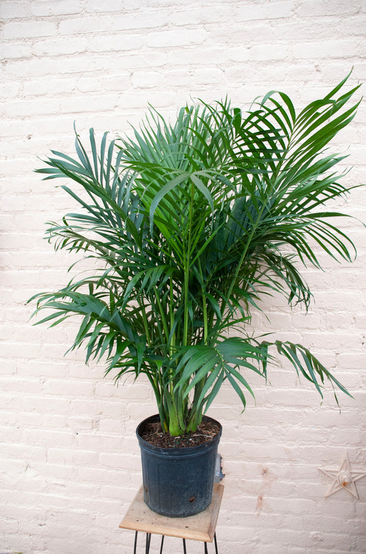 Rental Chamaedorea cataractarum 'Cat' Palm