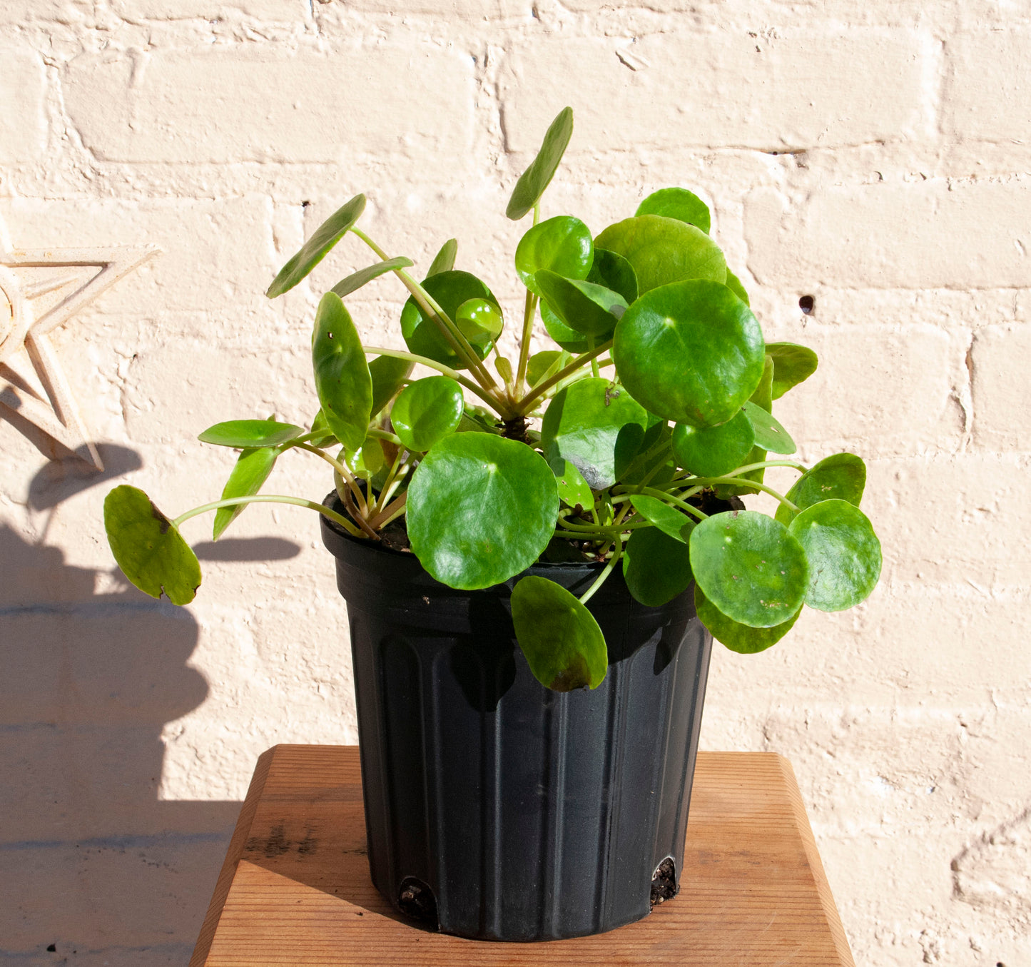 Pilea peperomioides 'UFO Plant'