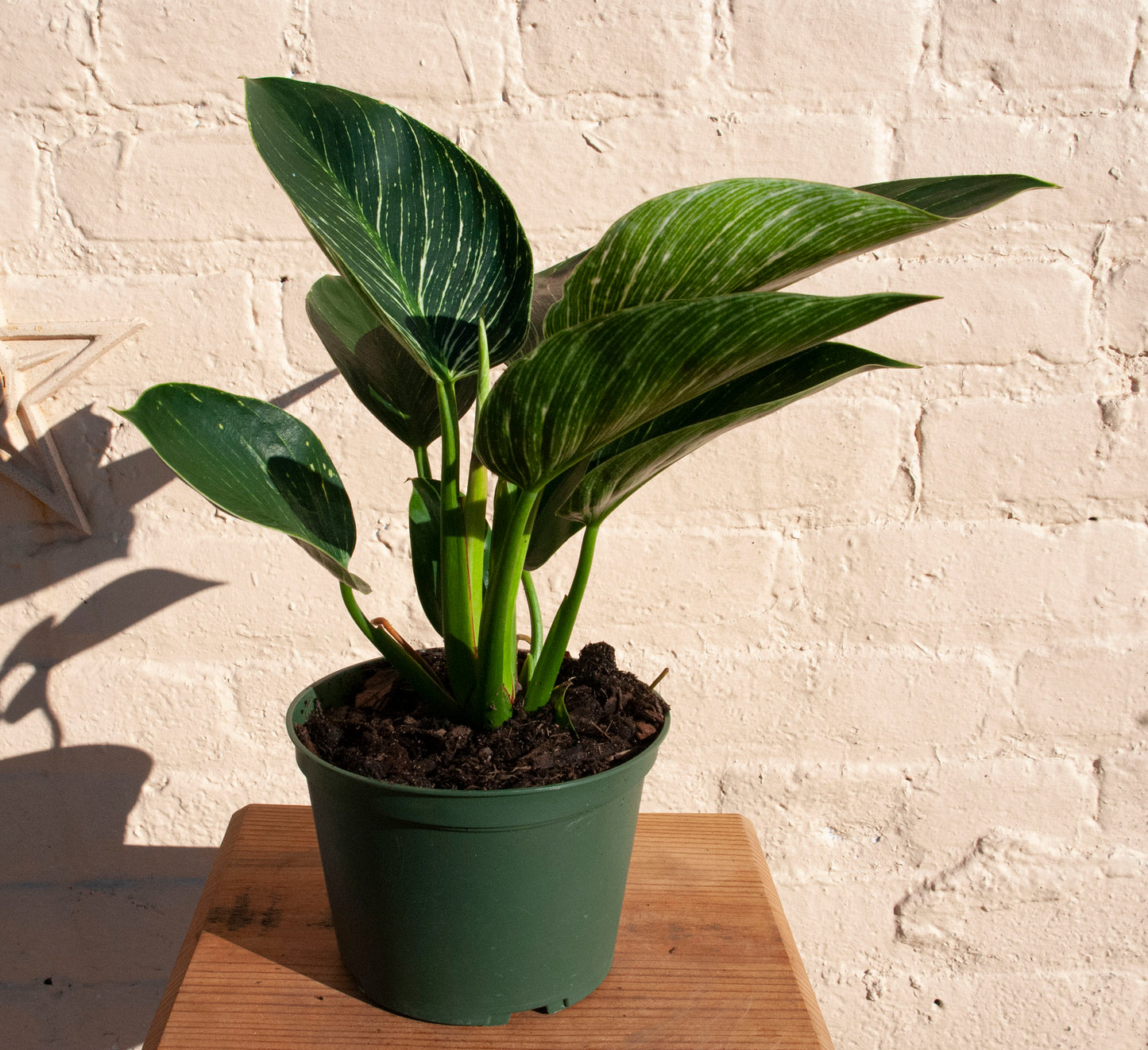 Philodendron Birkin