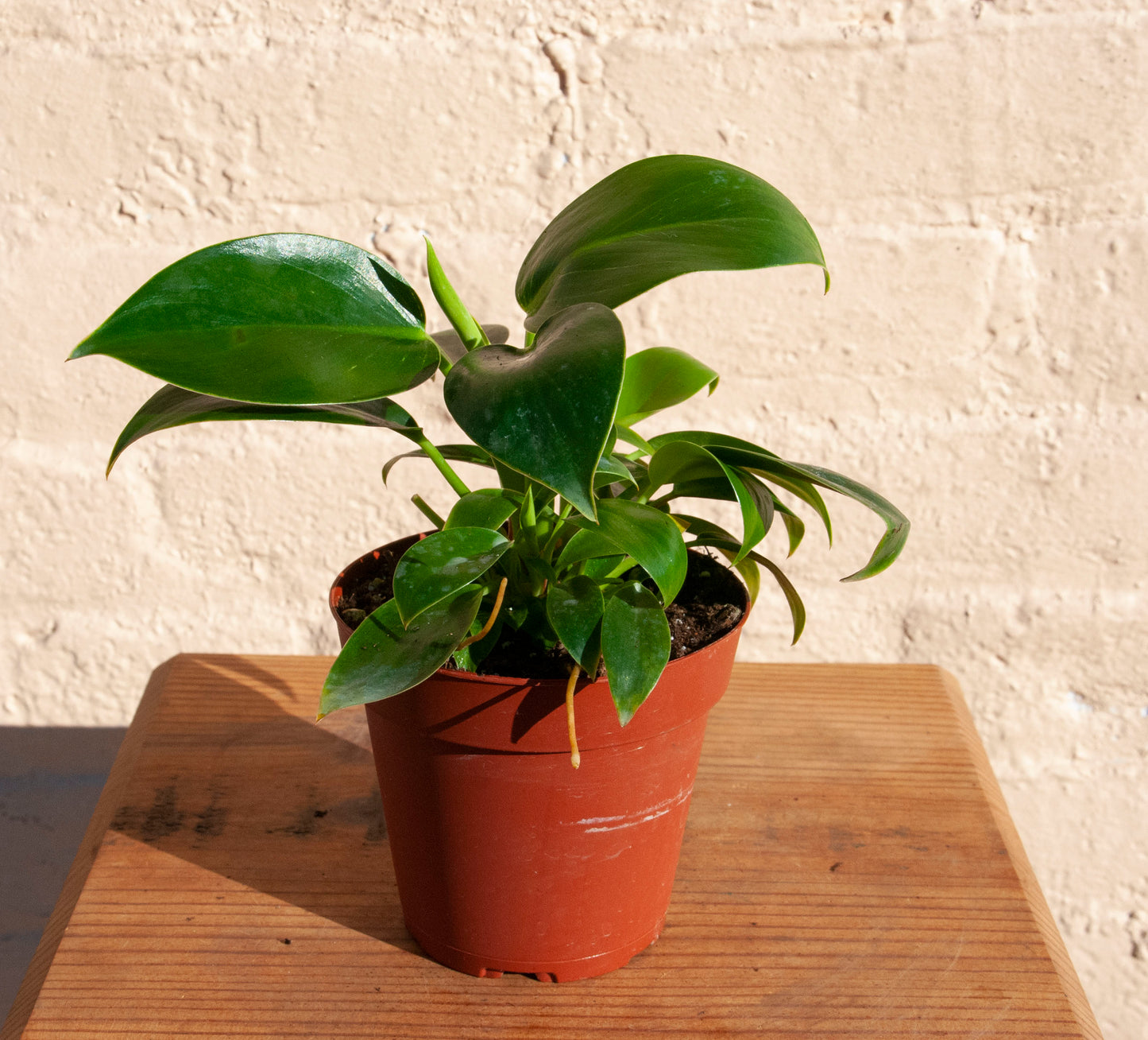 Philodendron Birkin