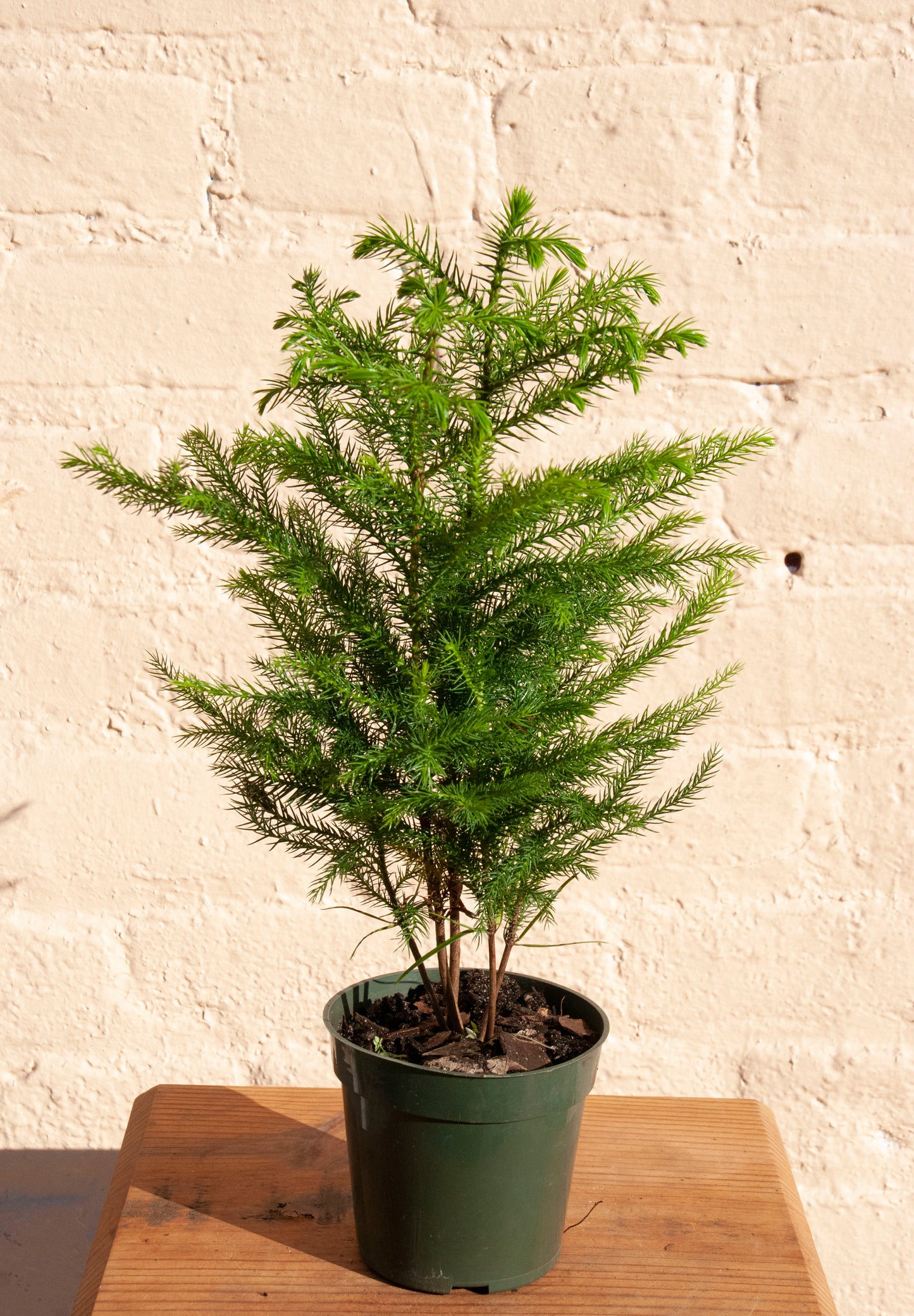 Norfolk Pine