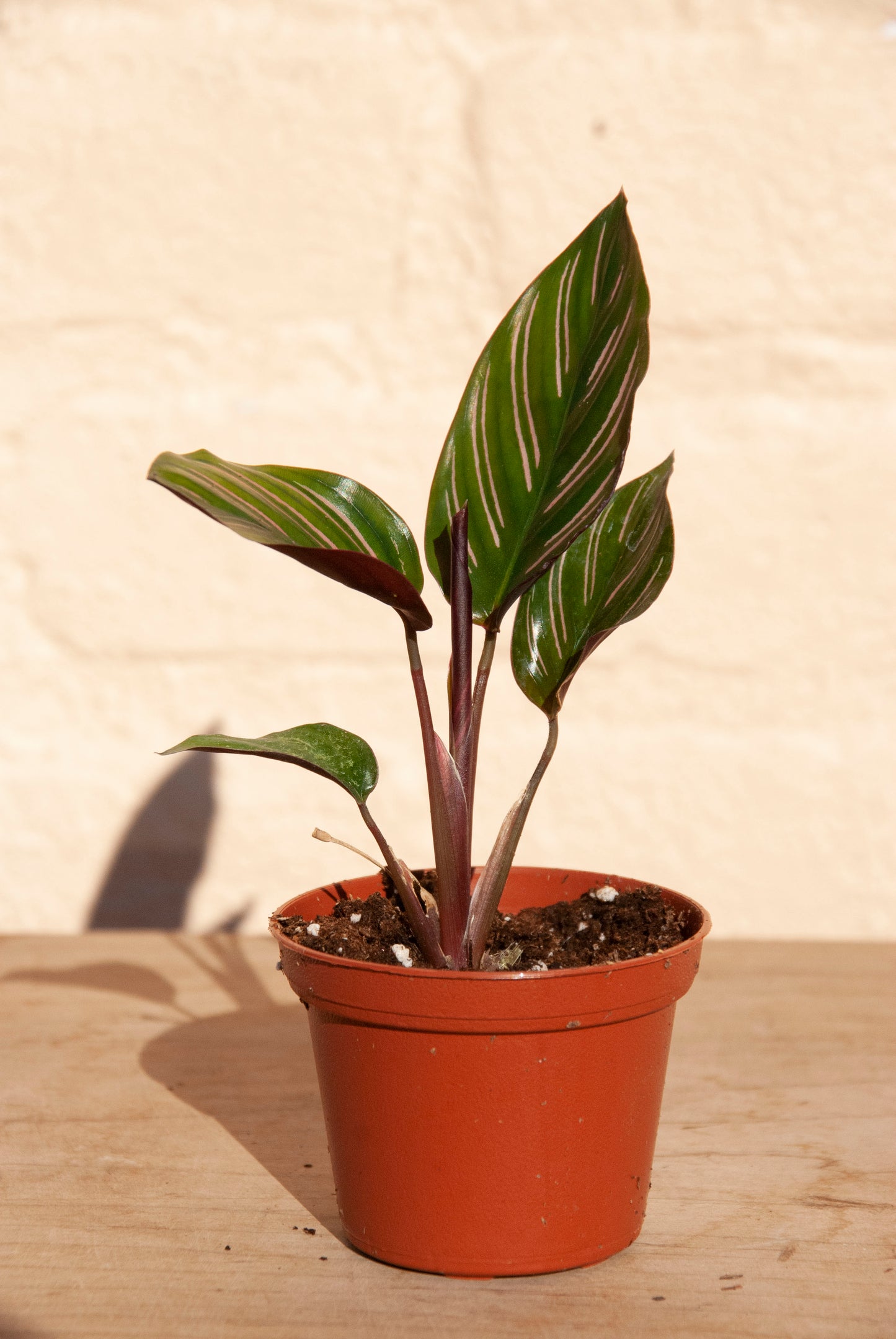 Calathea Ornata 'pinstripe Calathea'