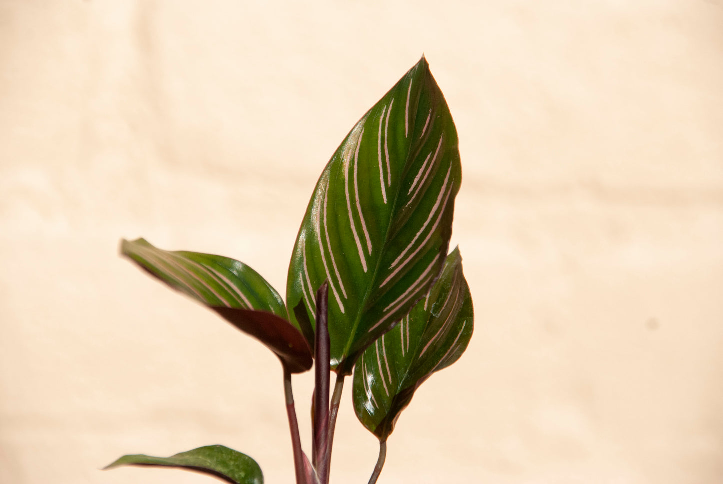 Calathea Ornata 'pinstripe Calathea'