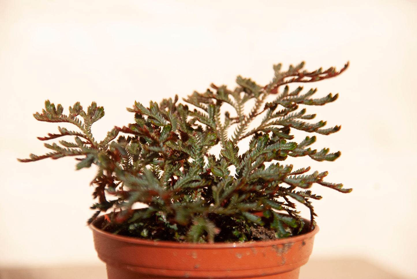 Saliginella