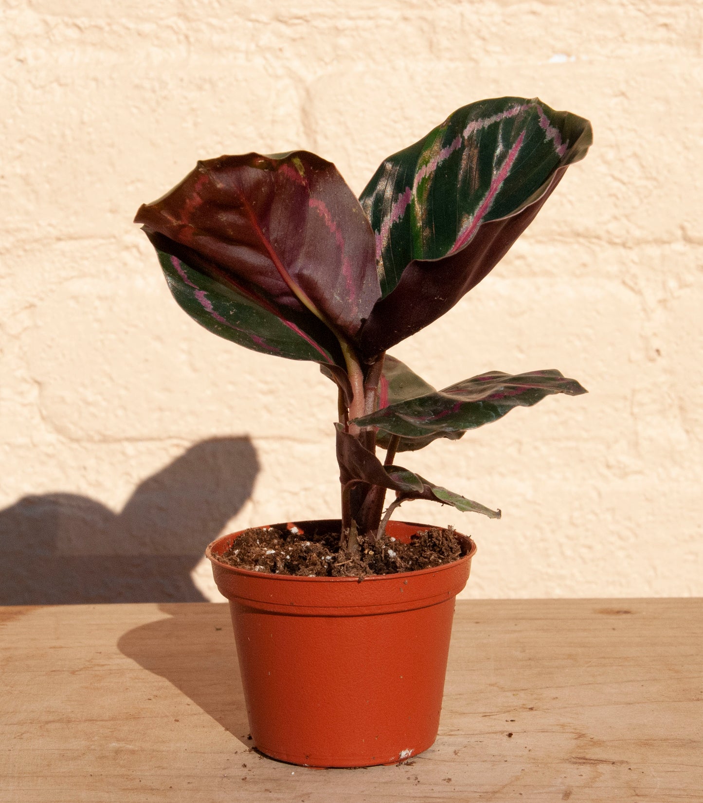 Calathea roseopicta