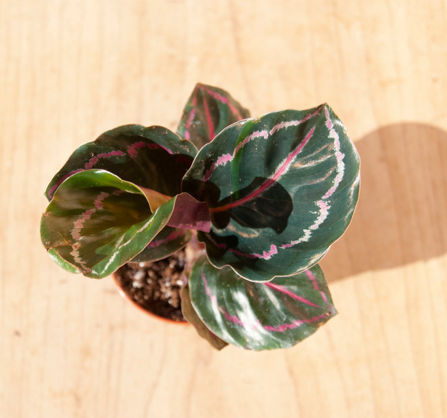 Calathea roseopicta