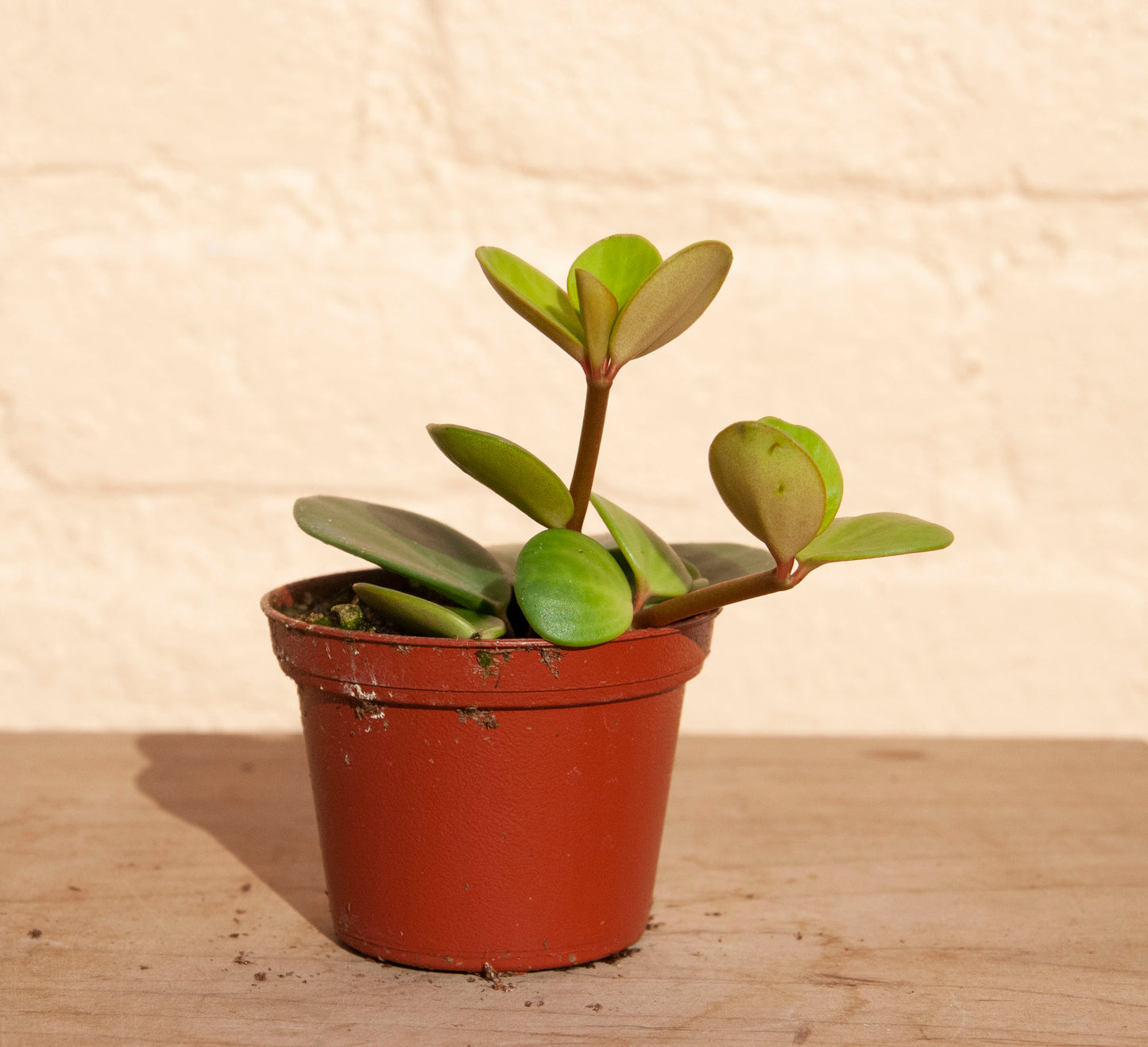 Peperomia 'Hope'