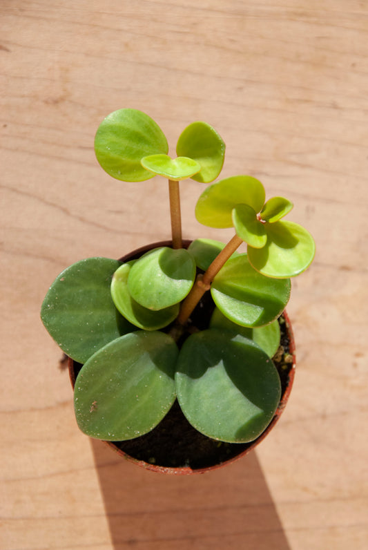 Peperomia 'Hope'