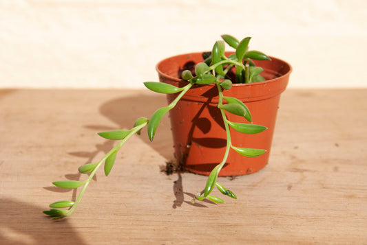 Senecio radicans 'String of Bananas'