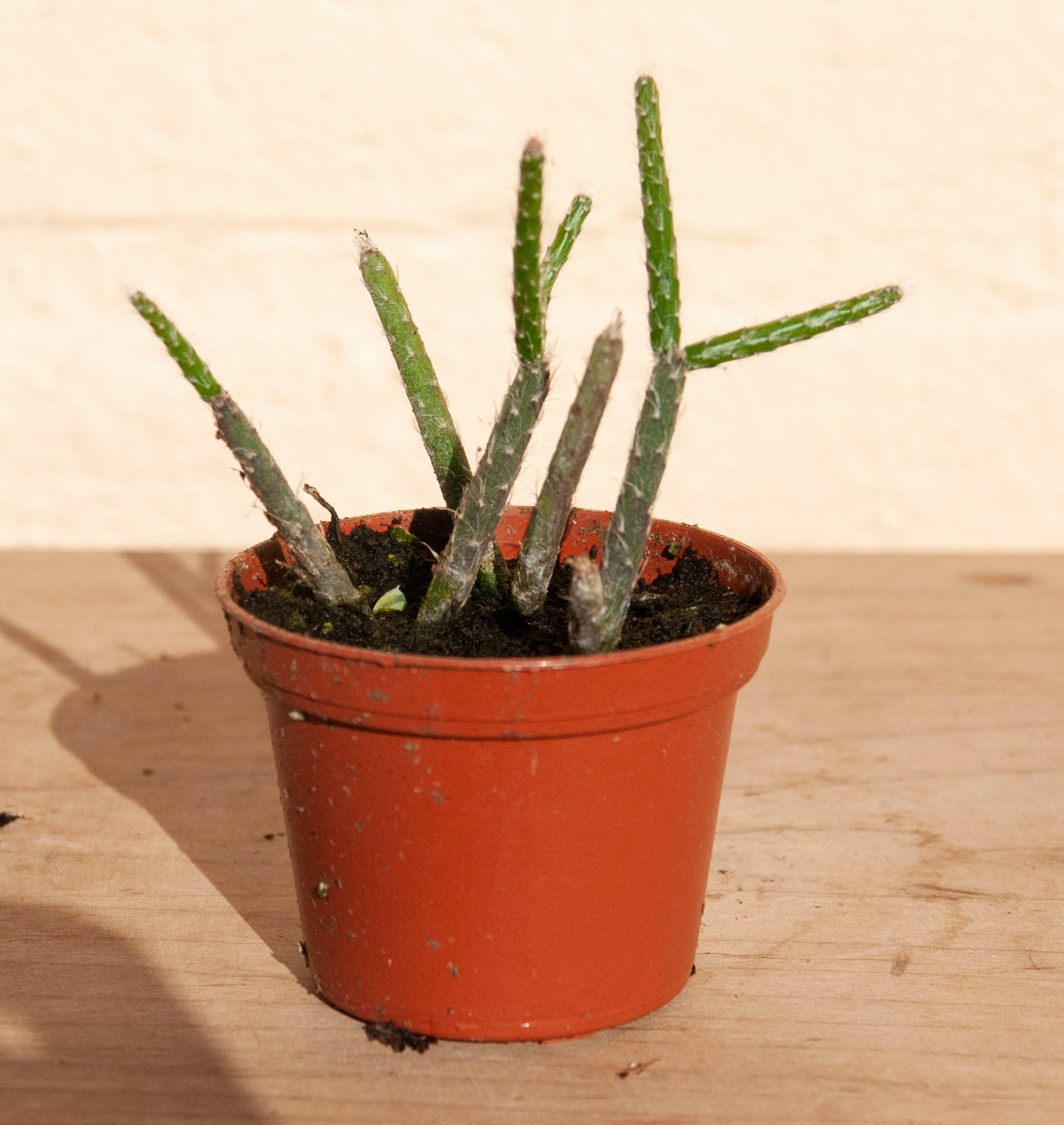 Rhipsalis