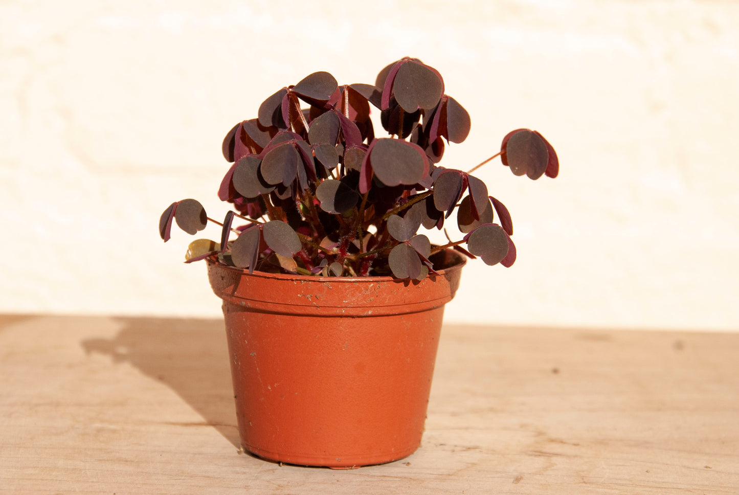 Oxalis 'Lucky'