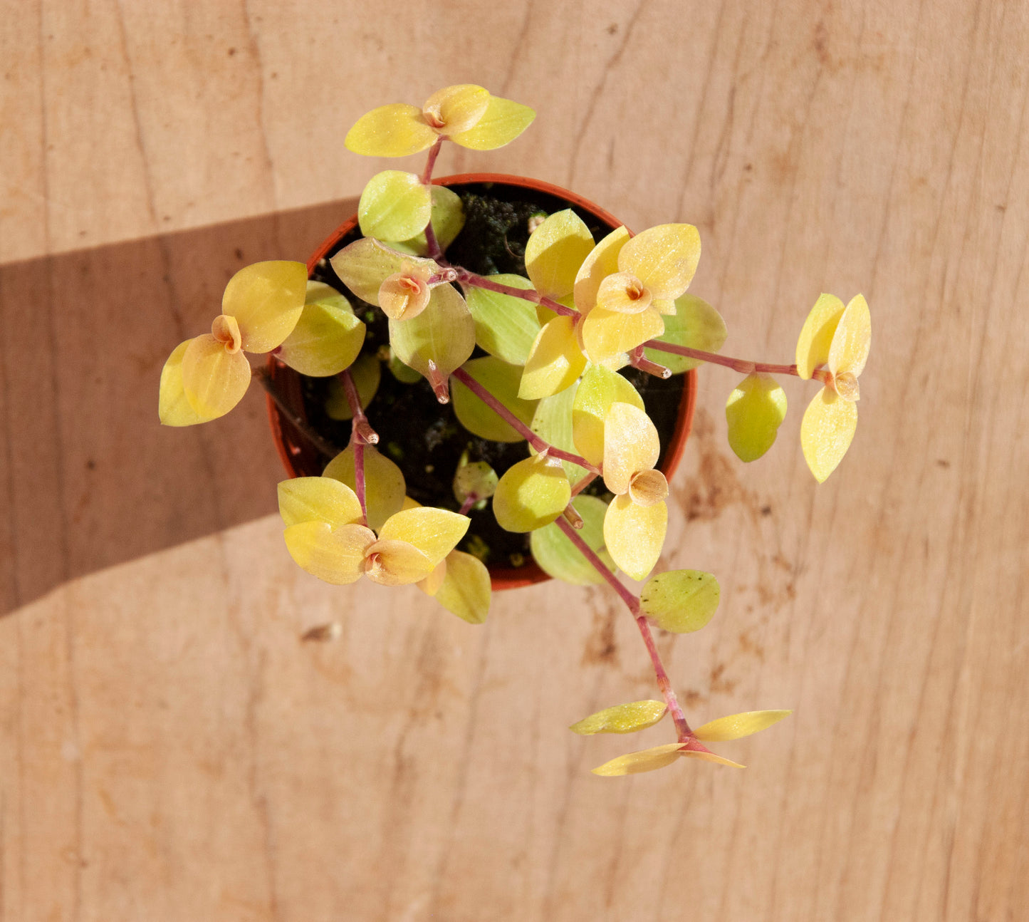 Callisia repens 'Turtle Vine'