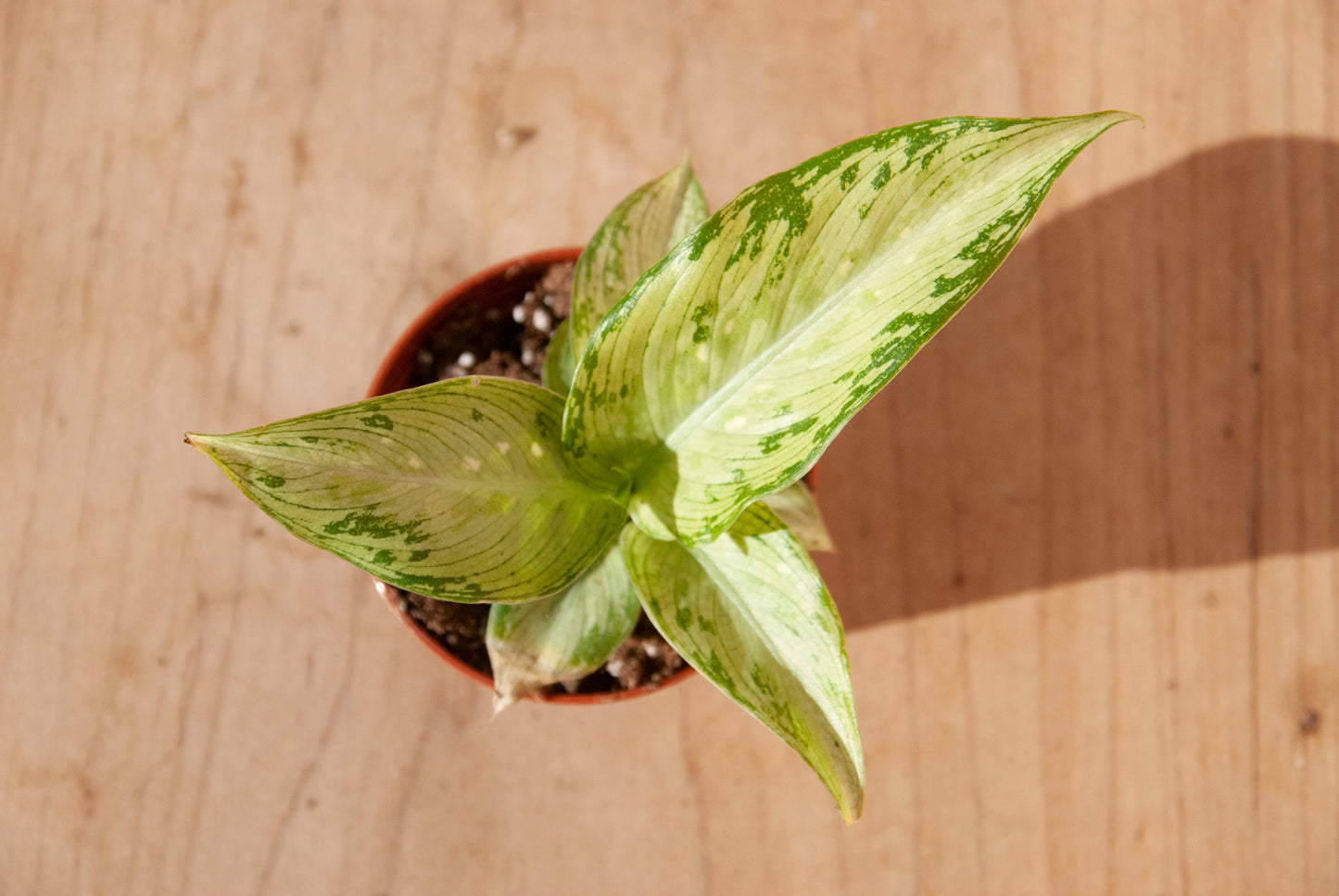 Dieffenbachia 'Snow'