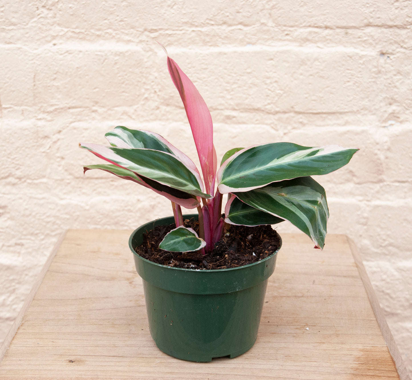 Stromanthe sanguinea Triostar