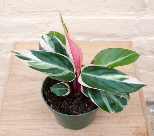 Stromanthe sanguinea Triostar