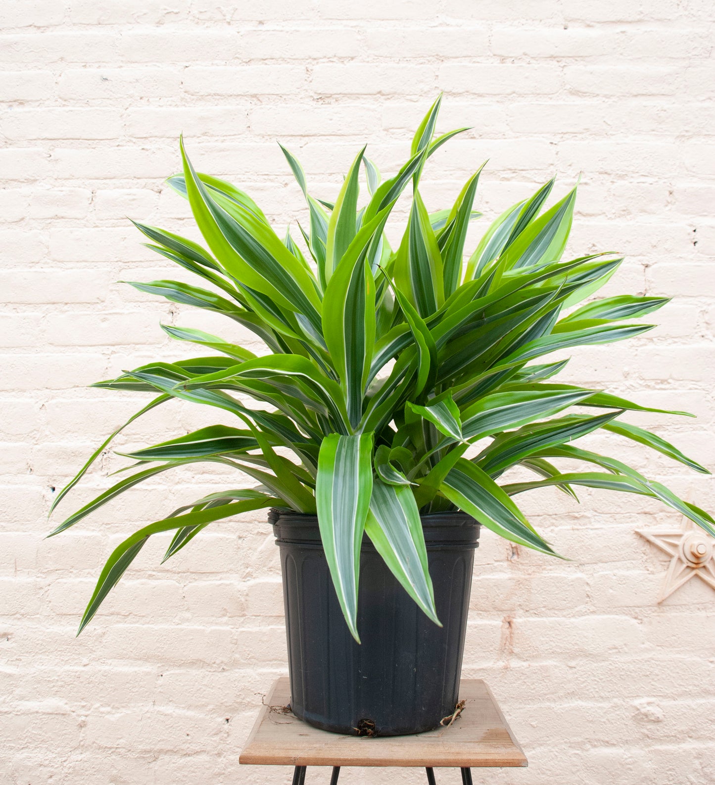 Dracaena Warneckii-Lemon Lime