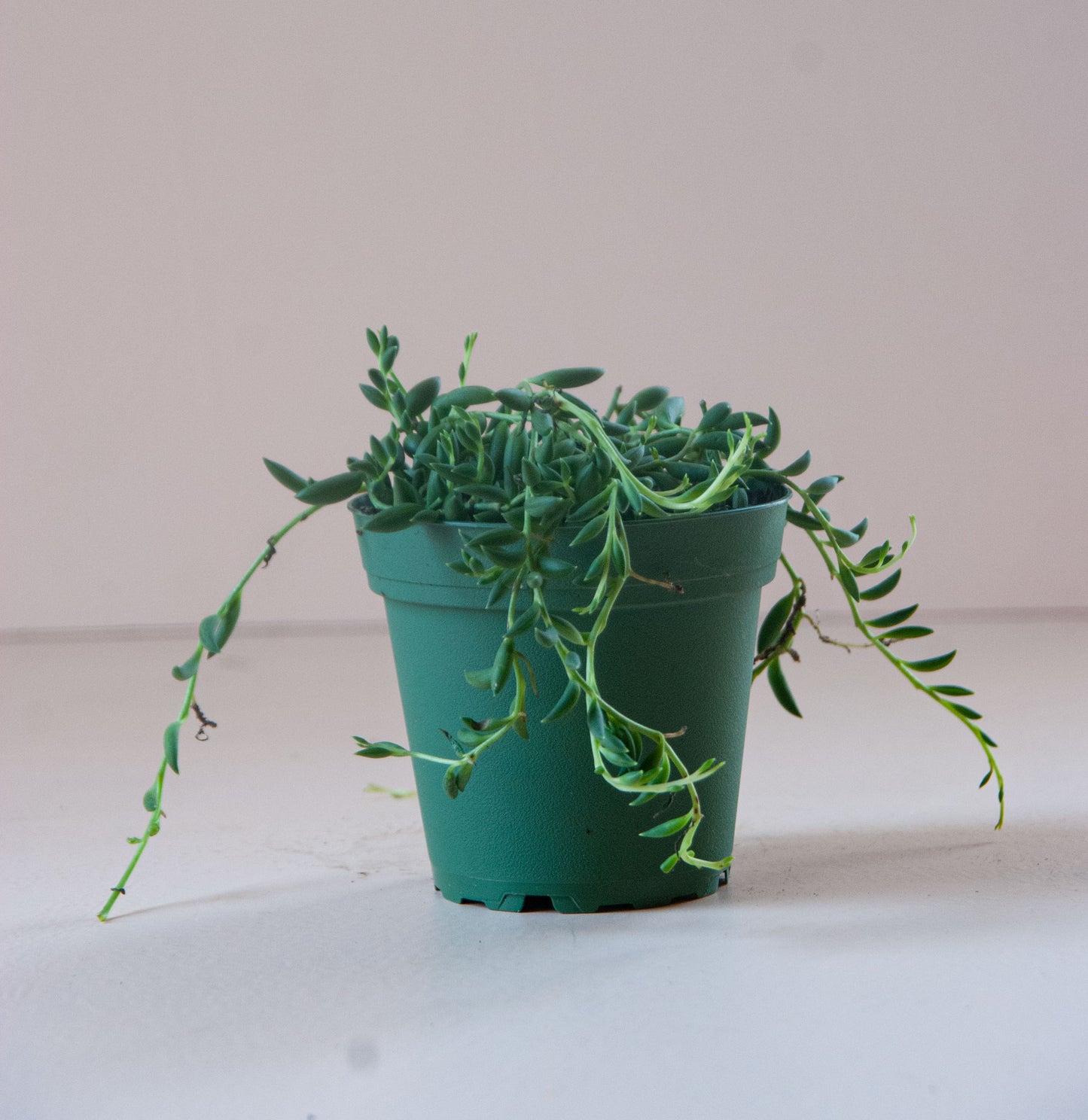 Senecio radicans 'String of Bananas'