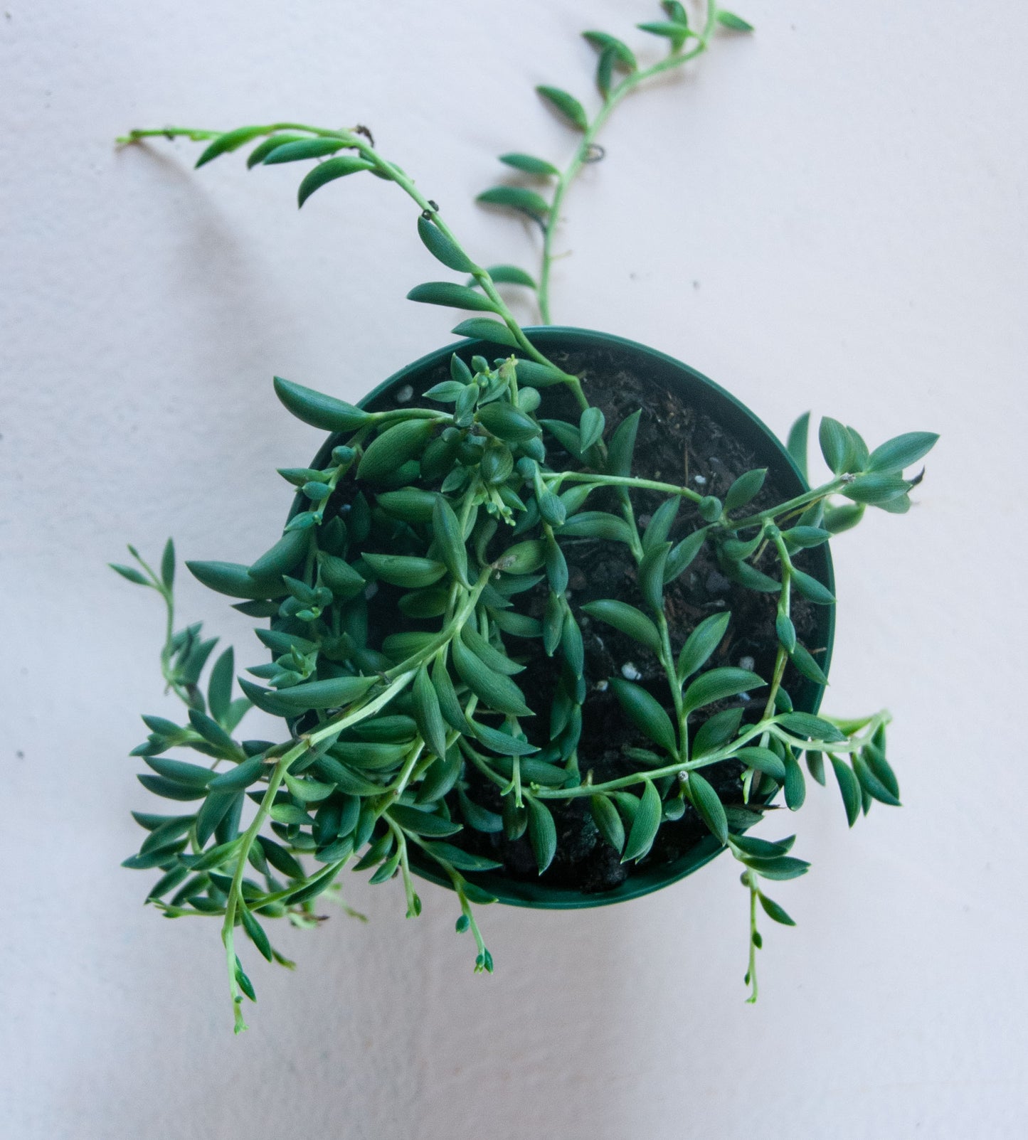 Senecio radicans 'String of Bananas'