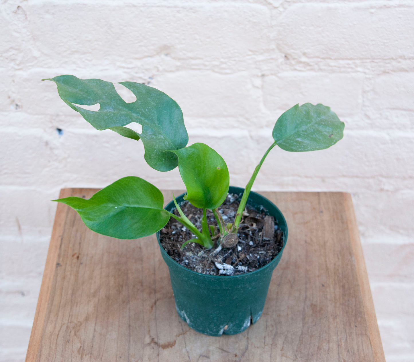 Rhaphidophora tetrasperma 'Philodendron Minima'