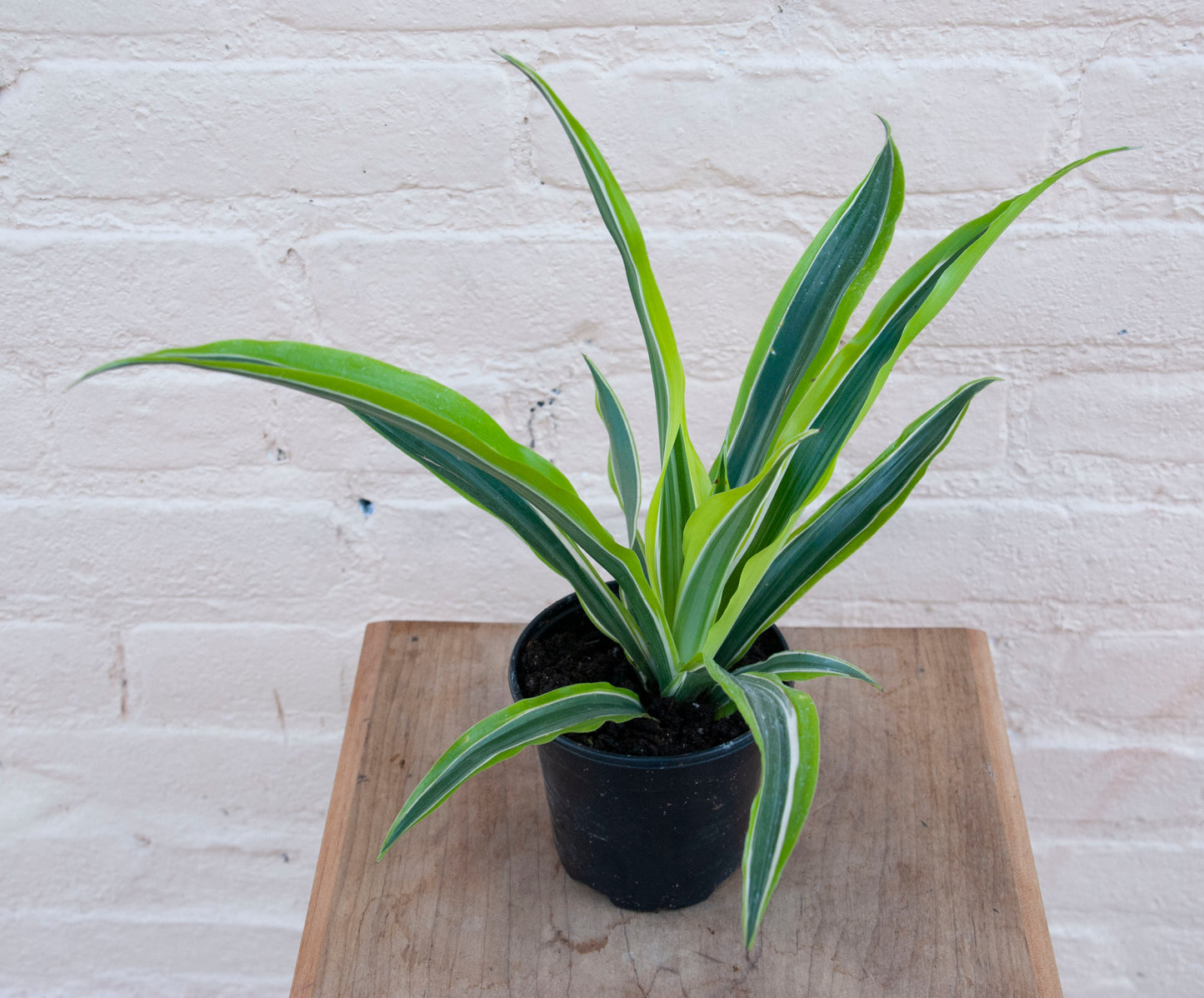 Dracaena Warneckii-Lemon Lime