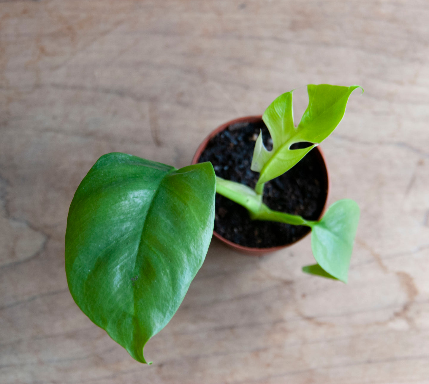 Rhaphidophora tetrasperma 'Philodendron Minima'