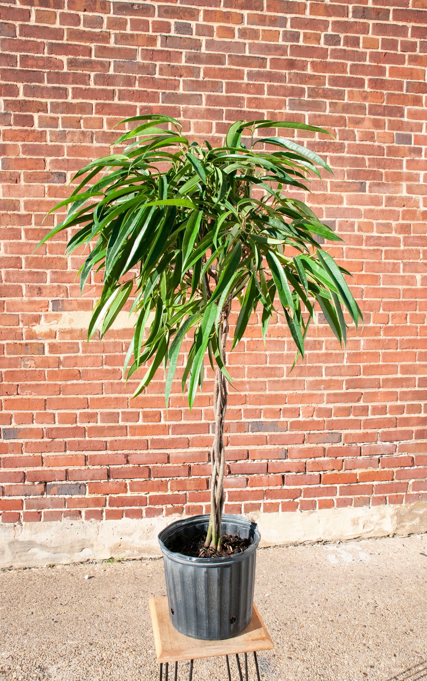 Ficus 'Alli'