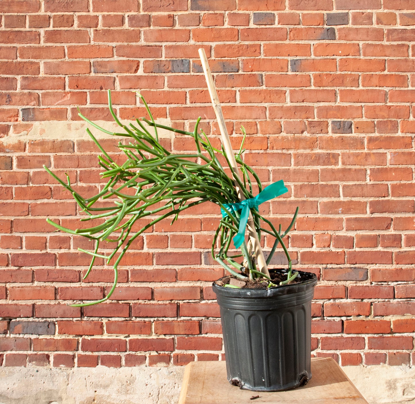 Euphorbia tirucalli "Pencil Cactus"