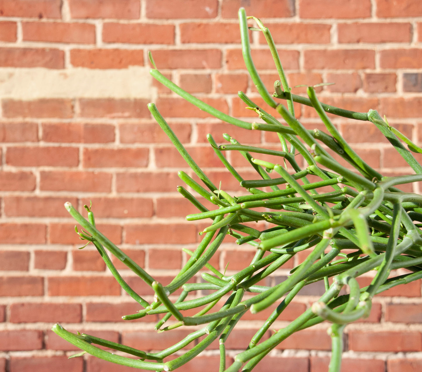 Euphorbia tirucalli "Pencil Cactus"