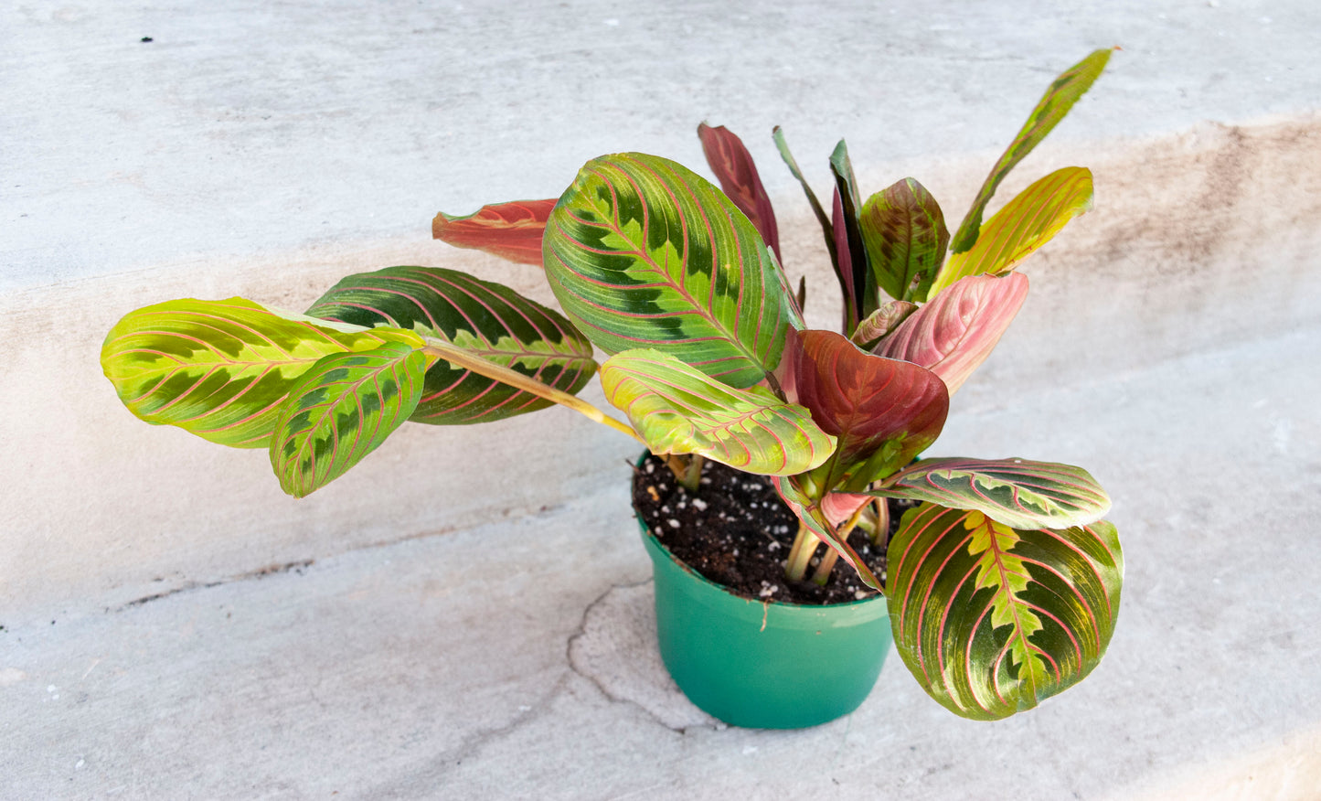 Maranta leuconeura var. erythroneura 'Red prayer plant'