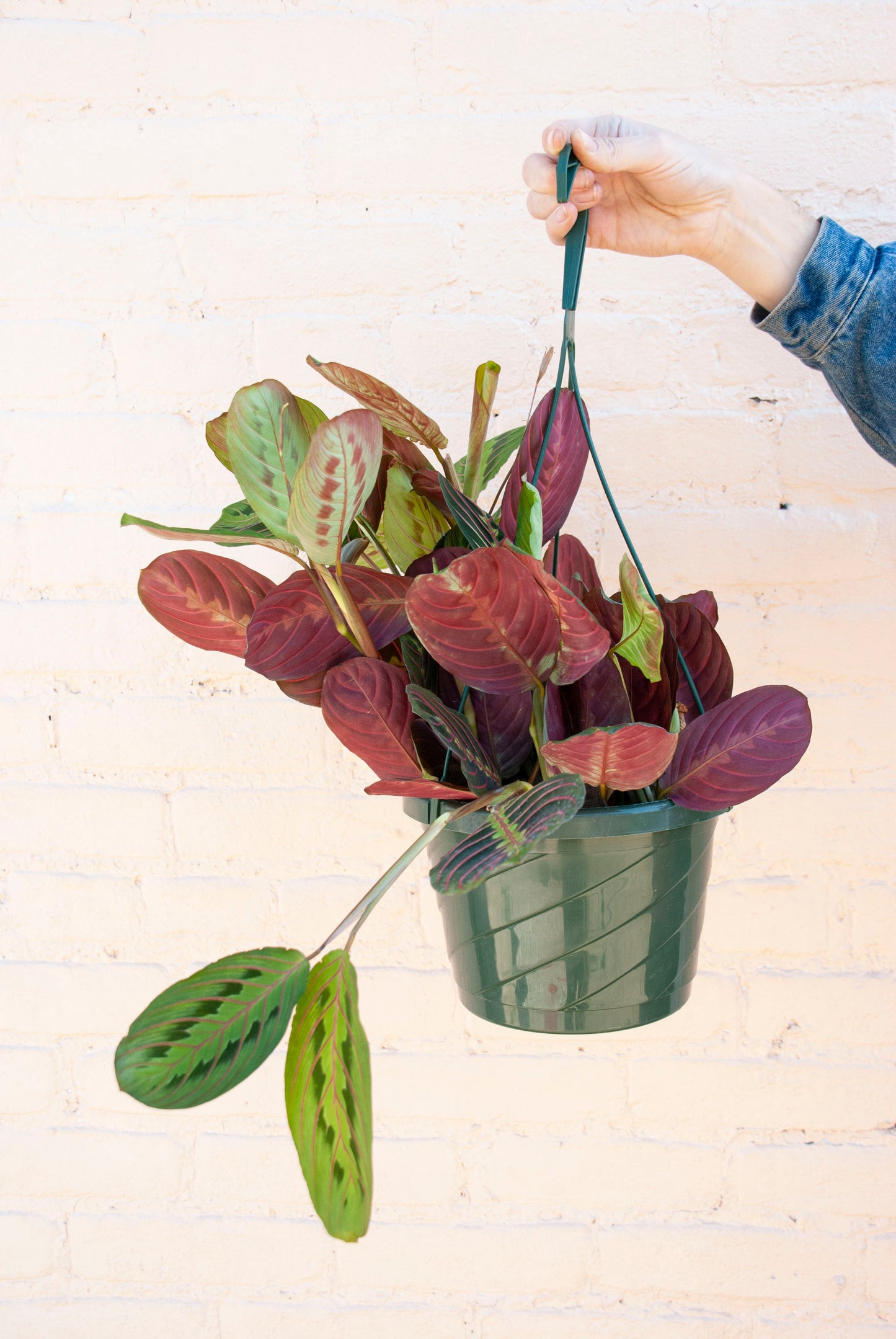 Maranta leuconeura var. erythroneura 'Red prayer plant'