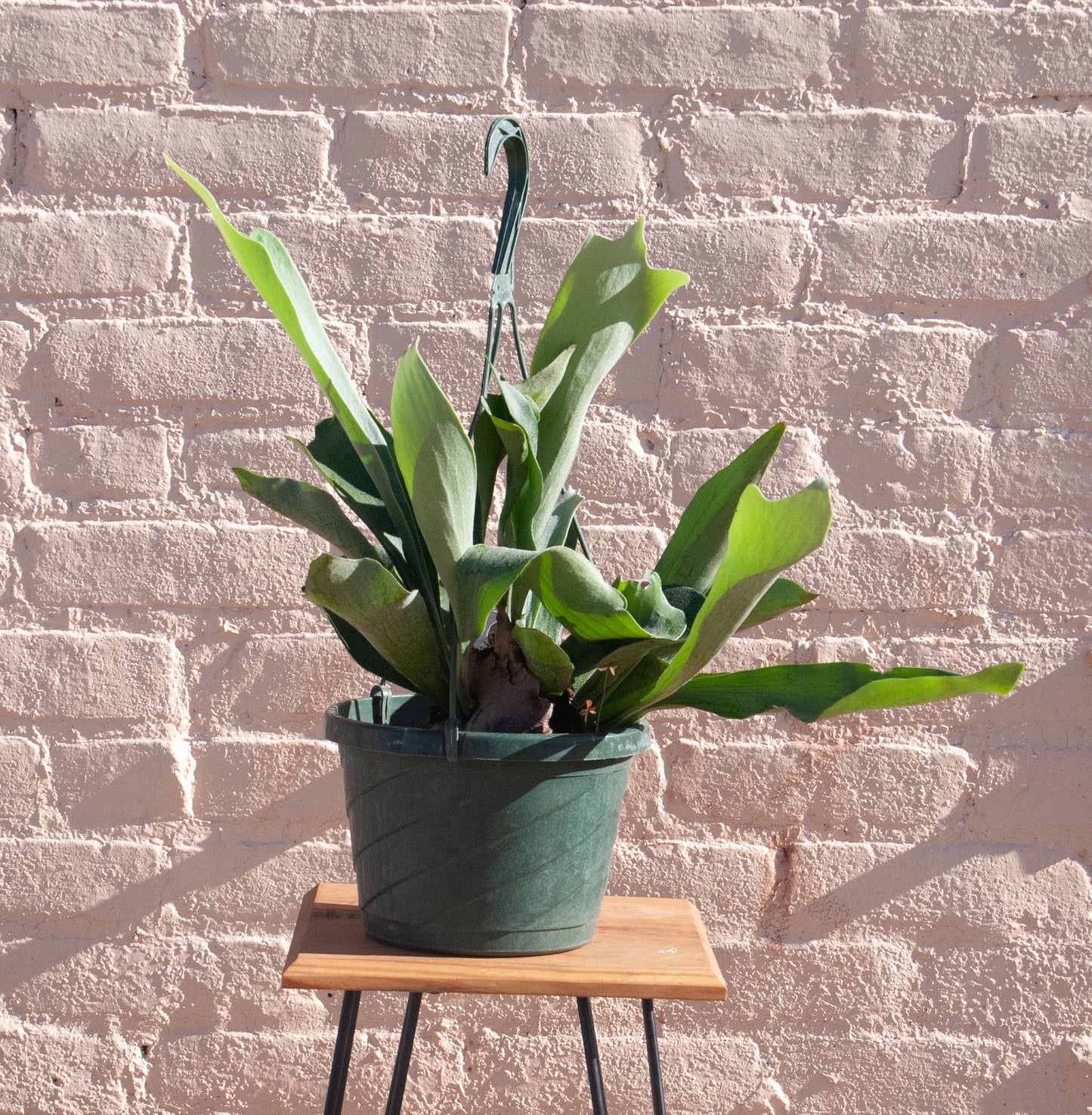 Platycerium bifurcatum 'Staghorn Fern'