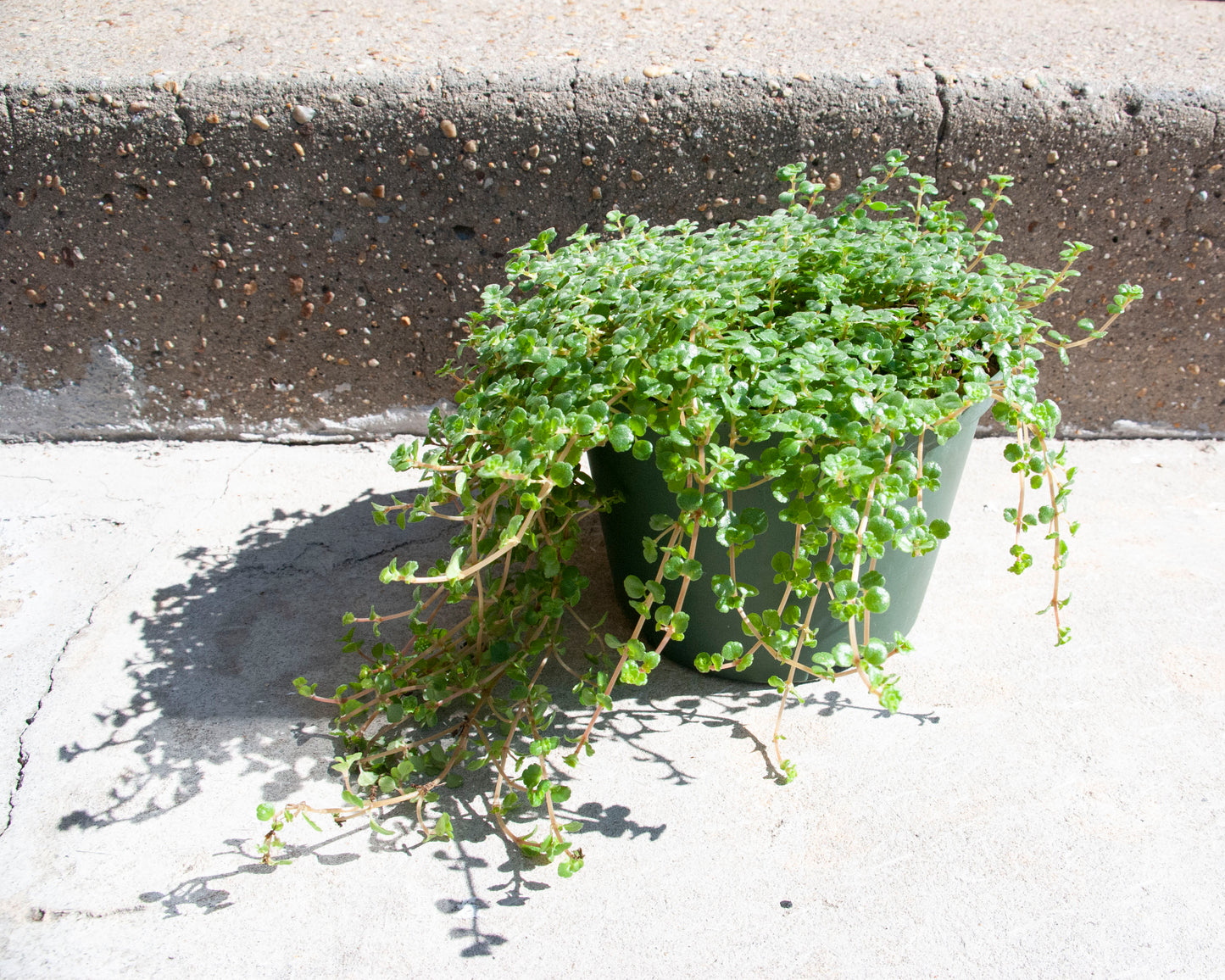 Pilea depressa