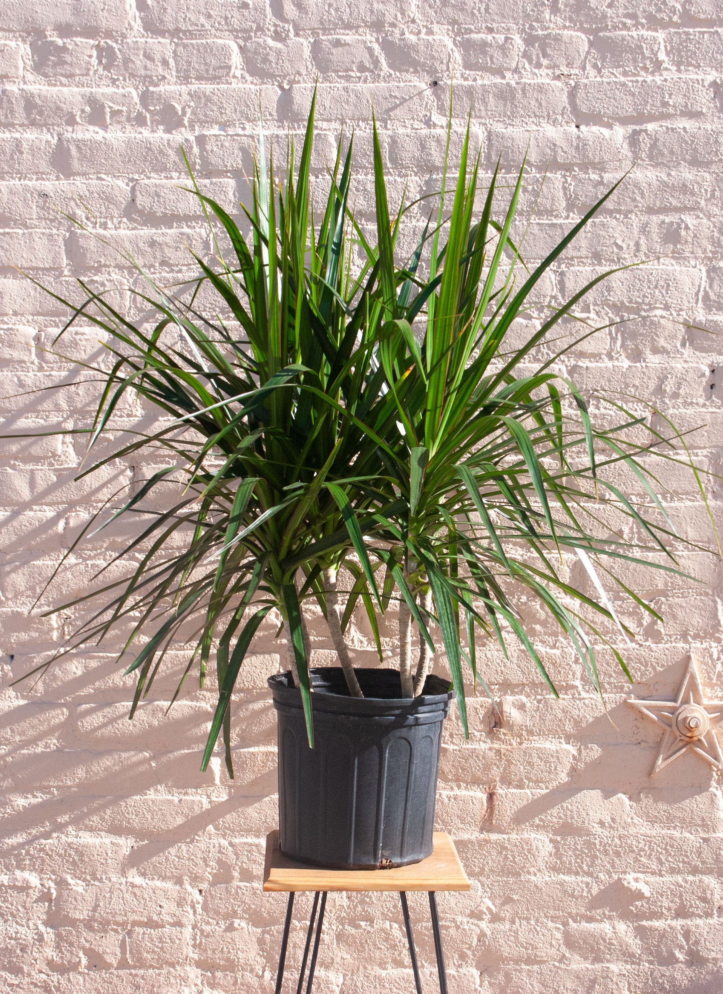 Rental Dracaena angustifolia 'Dracaena Marginata'