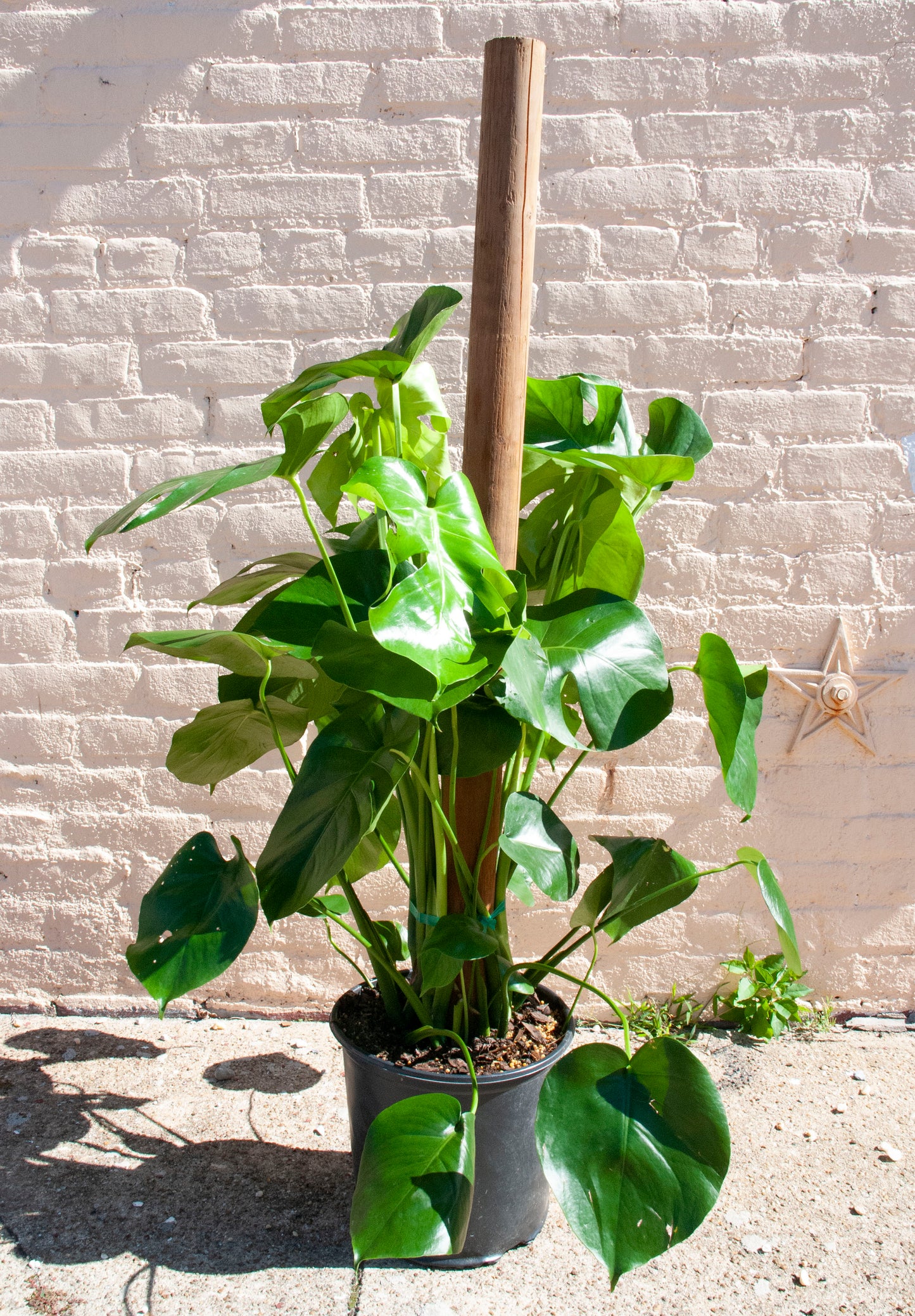 Monstera deliciosa