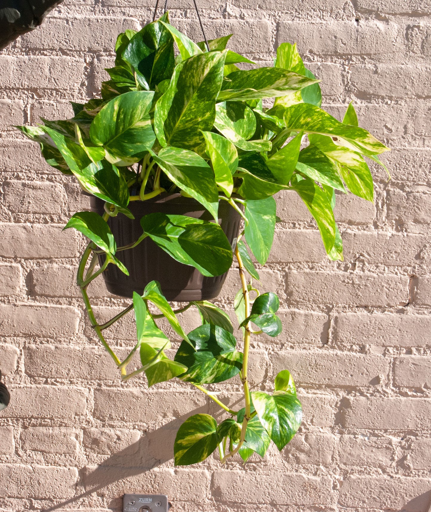 Epipremnum aureum golden 'Golden pothos'