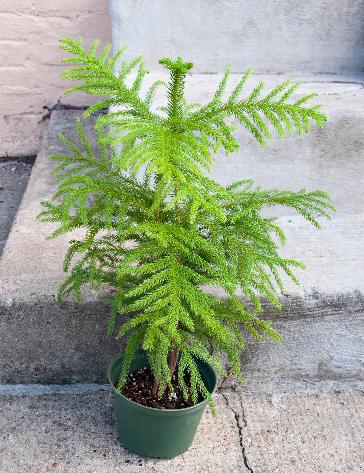 Norfolk Pine