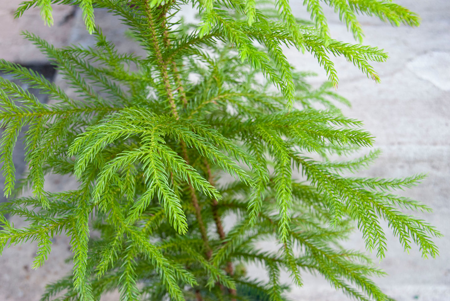 Norfolk Pine