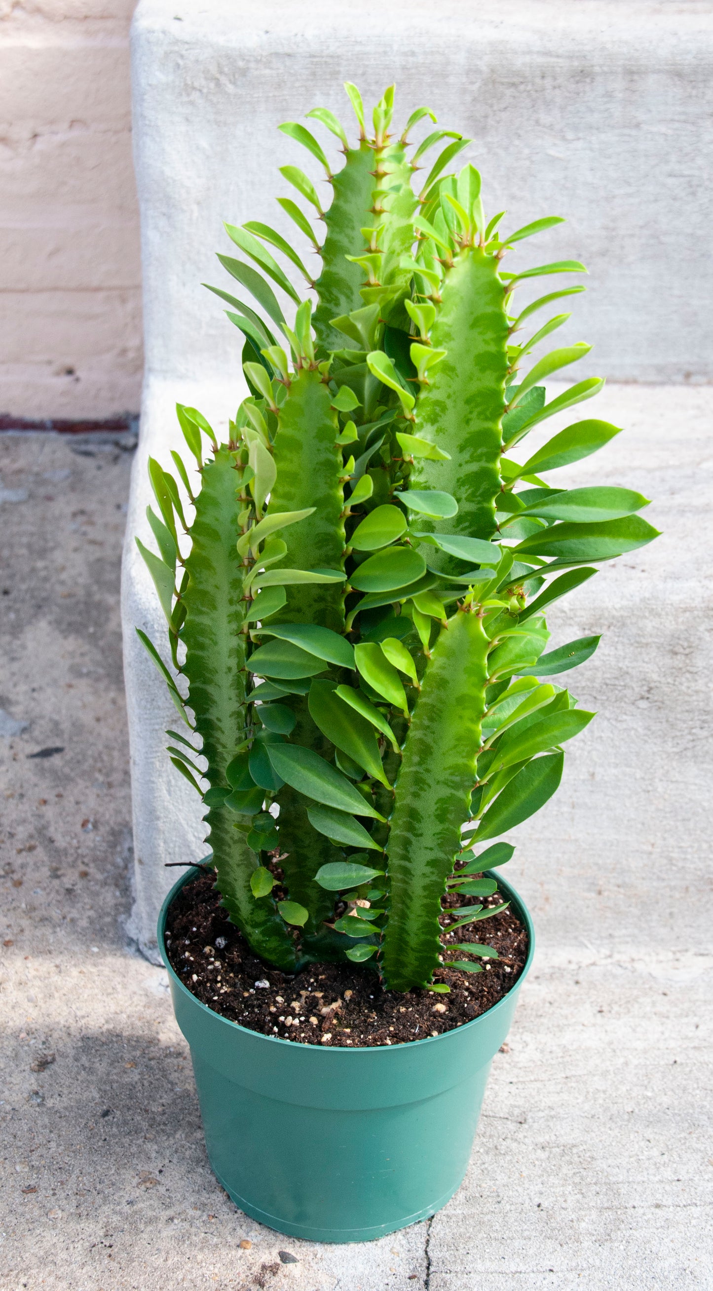 Euphorbia Trigona 'African Milk Tree'