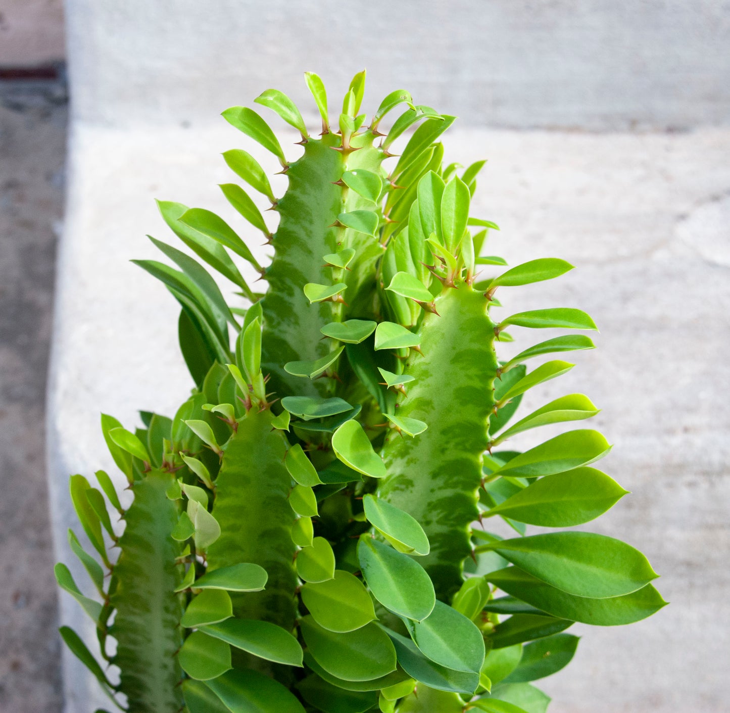 Euphorbia Trigona 'African Milk Tree'